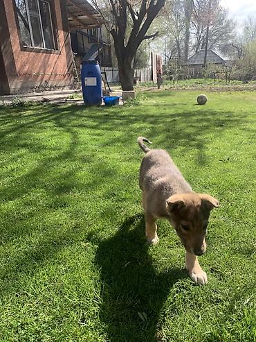 Продажа собак: Лайка, 3 месяца, Самец — 17