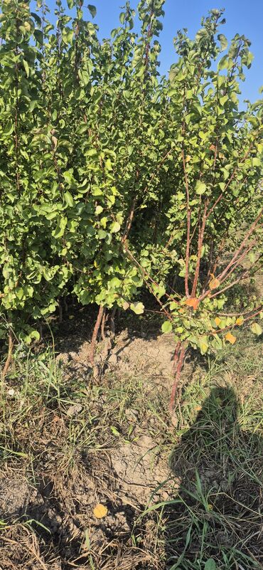 Tinglər: 🌿 SAQİ TİNGÇİLİK: Bağınıza Həyat Verin! 🌿 Tərtər keyfiyyəti bütün -da lalafo.az — 6 Tinglər: 🌿 SAQİ TİNGÇİLİK: Bağınıza Həyat Verin! 🌿 Tərtər keyfiyyəti bütün — 6