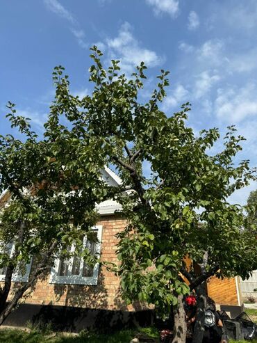 Продажа домов: Дом, 50 м², 2 комнаты, Собственник, Евроремонт — 15