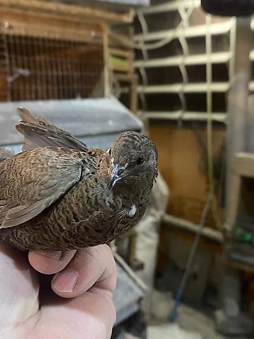 Другие с/х животные: Китайские расписные перепелки - Породы/окрасы: смешанные – тёмные — 14