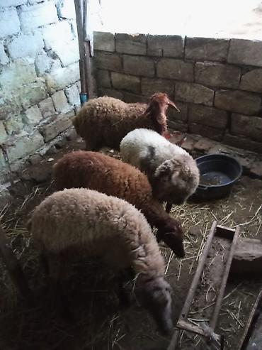 coban itleri haqqinda melumat: 4 dene quzu istəyən olsa yazsın videosunu atım baxın real alıcıya — 6