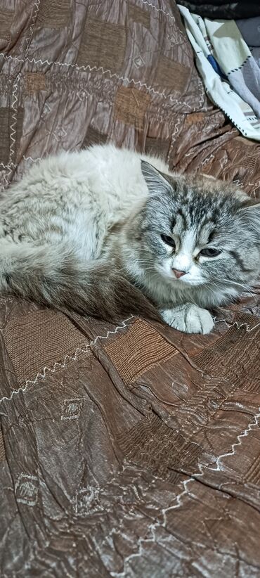 сибирский кот цена: Здравствуйте, отдаем кота в хорошие руки,возраст годик с лишним