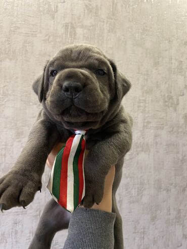 İtlər: Kane-Korso, 2 ay, Erkek, Sənədli, Pulsuz çatdırılma, Ödənişli çatdırılma — 24