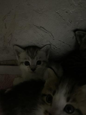 игрушки для котят: 1 месяц, Мальчик, Приучена к лотку — 4