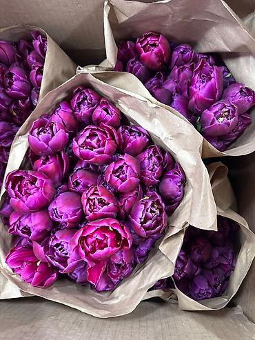 Букеты из живых цветов: Тюльпан оптом и в розницу,Тюльпаны срезанные, сортовые, упаковка по — 4