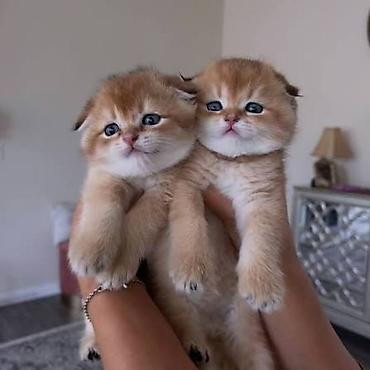 ragdoll pisik: Şotland yastı qulaq — 10