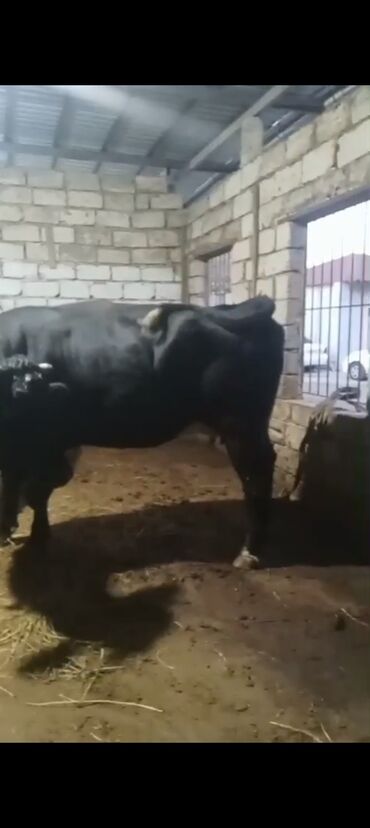 Inəklər, öküzlər: Erkək, il: 3, 900 kq, Ətlik — 6