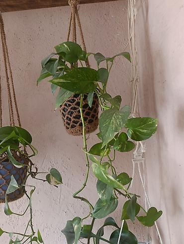 Эпипремнумы и сциндапсусы: Эпипремнум - Разновидности: зелёно-пёстрые формы (золотистая и — 6