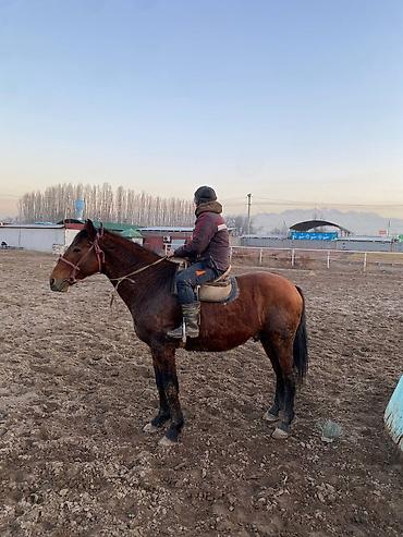 Другие животные: 4 асый . рост 165 улагы бар, казан улак жана жер улак — 6