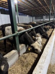 теленки или телята купить: Продаю | Бык (самец) | На откорм