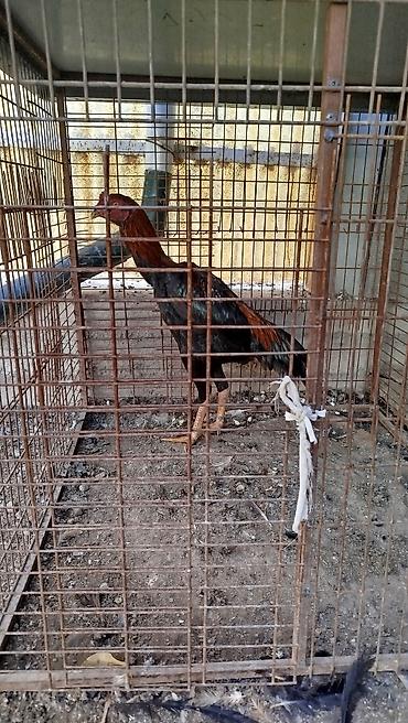 куры балыкчы: Продаю | Куры — 5