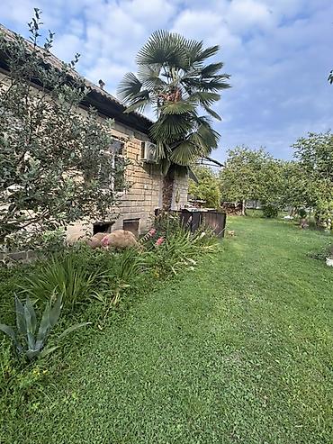 samovar satilir: Satış üçün: Tək gövdəli dekorativ palma ağacı (Trachycarpus tipli) — 3