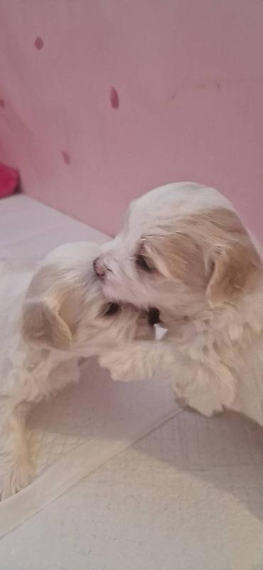 Psi: Tulearski pas (Koton)-štenci Na prodaju su 3 preslatka šteneta rase — 11