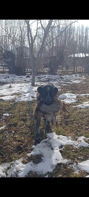 собака жалал абад: Щенки, помёт разноокрасочный (коричнево-белые и черно-пестрые) — 9