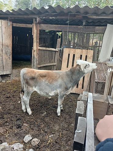 Сатам | Музоо | Аргын | Бордоп семиртүү үчүн | Жасалма уруктандырылган — 4