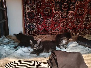 Pişiklər: Yaxşı əllərə — 12