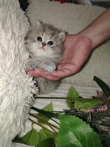 Кошки: Şirin balaca pişik balaları - Cins: Uzun tüklü, yumşaq və sıx örtüklü — 3