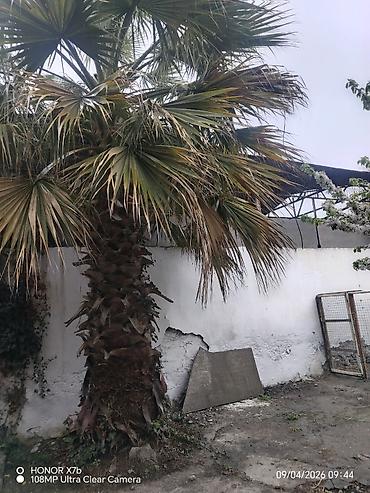 bugdanin qiymeti: Salam Vaşinqton sortu uzun ömürlü soyuğa davamli PALMA ağacıdır. 15 — 3