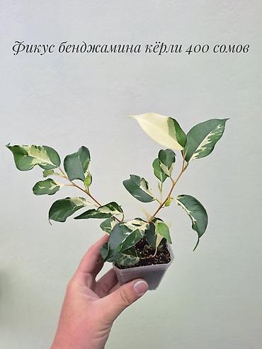 Бөлмө өсүмдүктөрү: 🌿 Фикусы разных сортов в продаже. Названия сортов и цены указаны на — 6