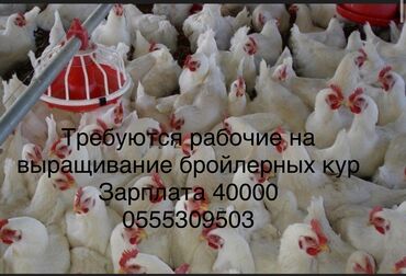 надомные работы: Талап кылынат Канаттуу куш багуучу, Төлөм Ай сайын