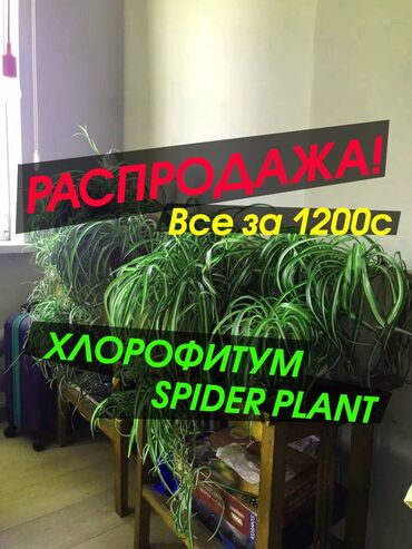 комнатные растения: Распродажа! Комнатные растения. Хлорофитум (Spider Plant) №1 по
