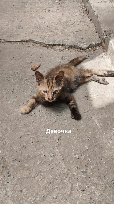 крысолов: Отдаю в добрые руки котят потомственных охотников-крысоловов один — 7
