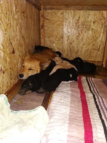 Продажа собак: 3 года, Самка — 5