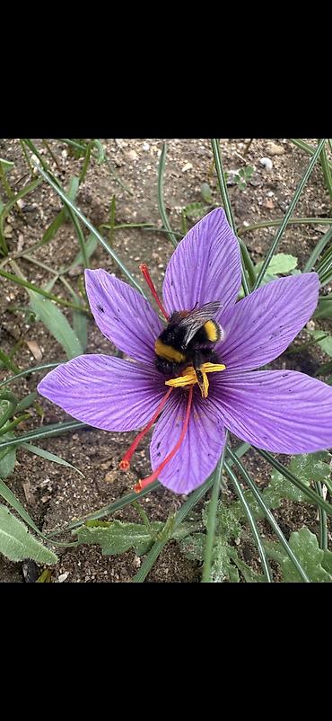 Qida məhsulları: Safran – bütöv tellər, şüşə qabda - Məhsul: Safran (Crocus sativus) – — 4