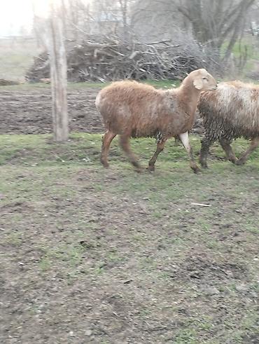 Баран, овца: Продаю | Овца (самка) | Для разведения — 5