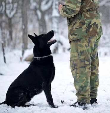 Psi: CEZAR KING Star 18 meseci. Otac: HEKTOR VOM YUGERLAND Majka: BRERA — 5