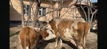 дойные коровы бишкек: Продаю | Корова (самка), Музоо, торпок | Швицкая | Для разведения, Для молока | Племенные