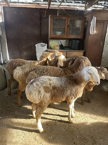 Баран, овца: Продаю | Ягненок, Баран (самец) — 3