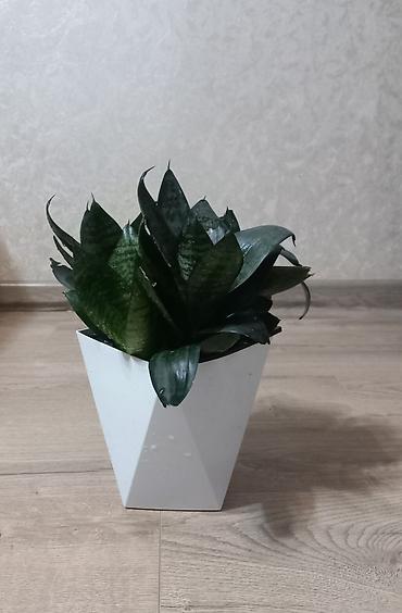 драцены: Сансевиерия «Самурай карлик» (Sansevieria ehrenbergii ‘Samurai Dwarf’) — 1
