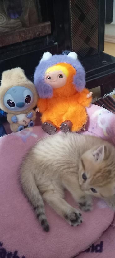 Pişiklər: Britan, Yaxşı əllərə — 32