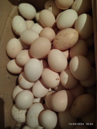 bildircin yumurtasi: Salam Kend yumurtalari satilir ucuz qiymete Avtovagzala catdirilma var