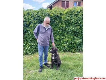 štenci na poklon novi sad: Dostupan obucen pas,cane corzo. Pitati na tel