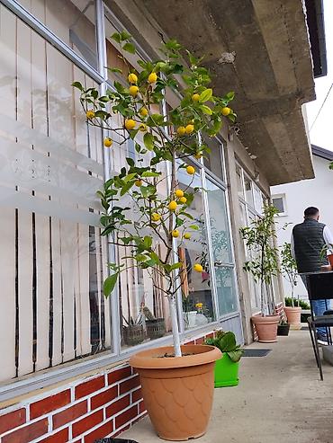 Sobne biljke: Limun u saksiji – plodonosno drvo - Vrsta: Citrus limon (limun) - — 1