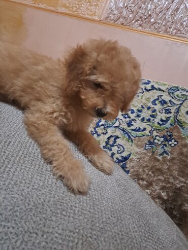 Собаки: Продается щенок карликового пуделя мальчик дата рождения 17.01.24