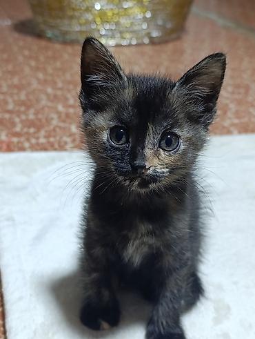 котенок отдам даром: Кошка даром: Беспородная, 1 месяц, Девочка, Приучена к лотку — 1
