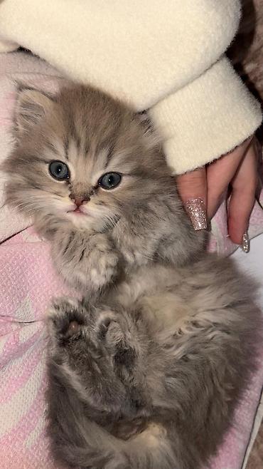 Pişiklər: Şotland, Erkək, Dişi, Yaxşı əllərə, Ünvandan götürmə, Pulsuz çatdırılma, Ödənişli çatdırılma — 6