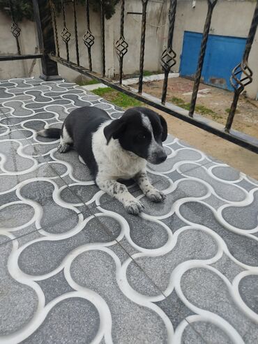 İtlər: Zvonok, 8 ay, Dişi — 5