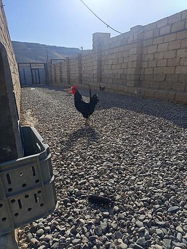 bakida cins ineklerin satisi: Salam Avusduroluq Xoruzu satılır tam sağlamdır heç bir xəsdəliyi — 4