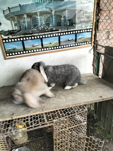 кролик великан: Продаю кроликов можно с крольчатником продаю крольчатник недорого