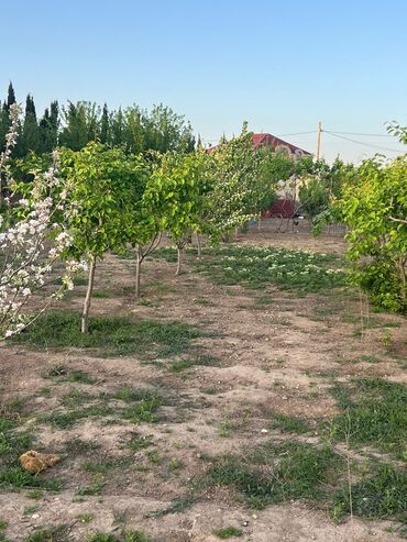 ceyhun hacibeyli kucesi: 27 соток, Для строительства, Риэлторам не беспокоить, Купчая