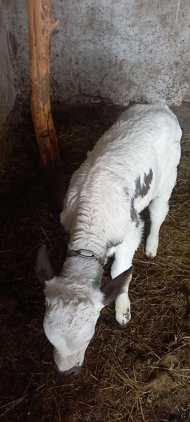 Коровы, быки: Продаю | Музоо, торпок | Полукровка | На откорм — 9