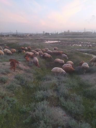 Qoyunlar, qoçlar: Qoyunlar — 3