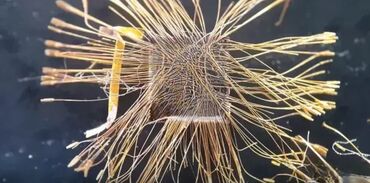 Ostali kompjuterski delovi: Reciklaza Cip Chipset 0.5kg Cisto Zlato Pogledajte i ostale moje — 6