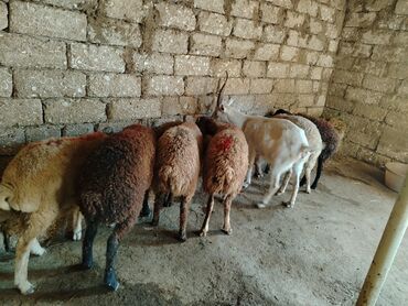 Коровы, быки: Ягненок, Самец, месяцев: 1, 29 кг, Для разведения, Для мяса, Самовывоз