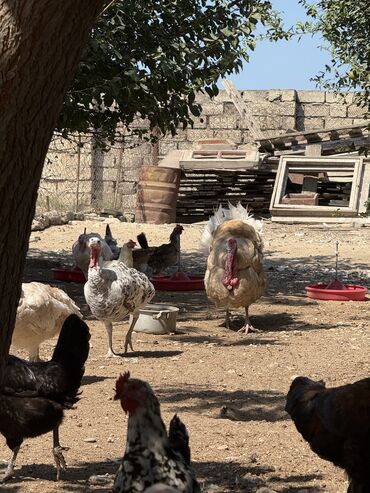 Cücələr: Hinduşka 4 dişi 1 erkək 
+994 70 649 74 30