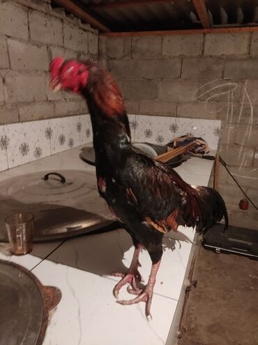 гидропонный корм: Продаю | Петух | Бойцовая | Для разведения